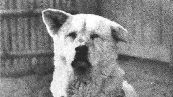 Пёс Хатико породы акита-ину, являющийся символом верности и преданности в Японии