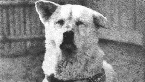 пёс хатико породы акита-ину, являющийся символом верности и преданности в японии