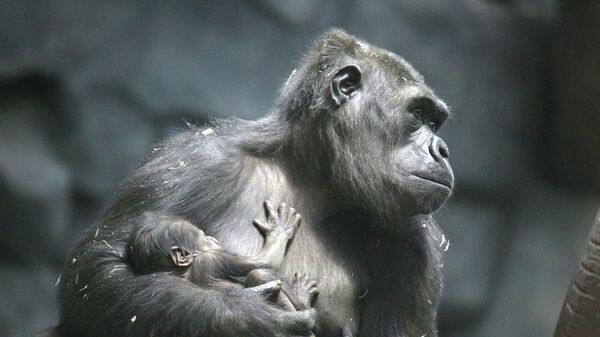 Самка гориллы с детенышем в Московском зоопарке