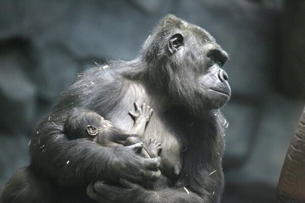 младенец гориллы