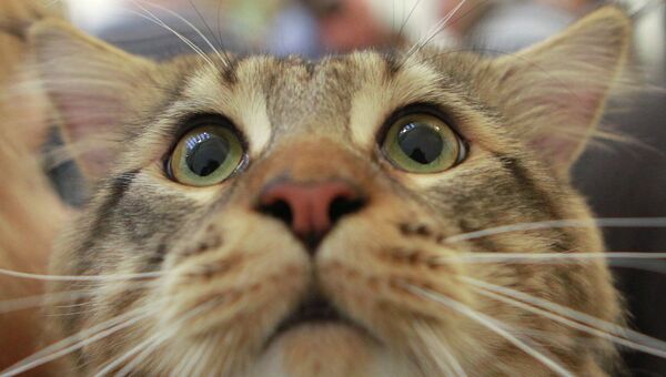 Смешные котов и кошек до слез ( фото) - фото - картинки и рисунки: скачать бесплатно