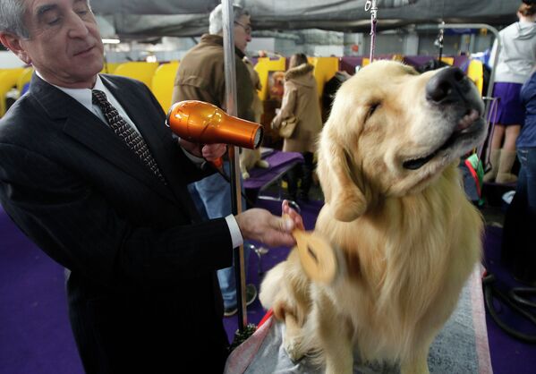 Золотистый ретривер Генри во время 137-й международной выставки собак Westminster Kennel Club в Нью-Йорке