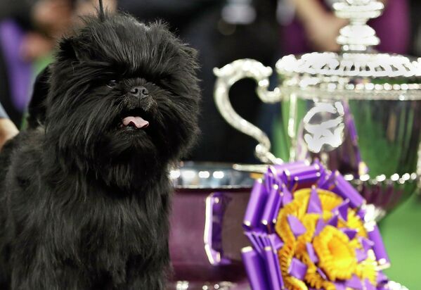 Победитель собачьего конкуса красоты в США аффенпинчер Банана-Джо