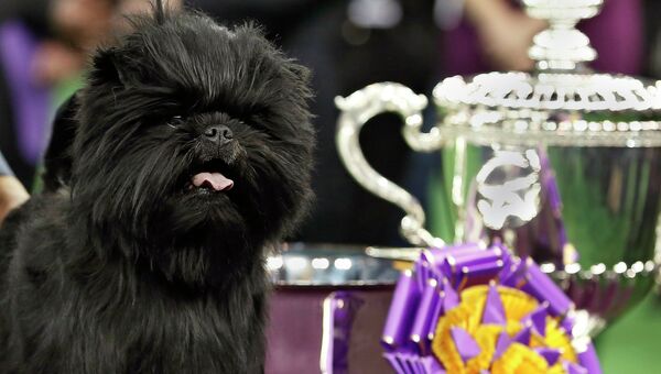 Победитель собачьего конкуса красоты в США аффенпинчер Банана-Джо