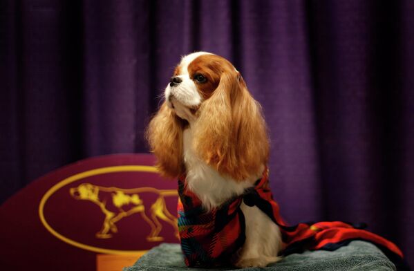 Спаниель во время 137-й международной выставки собак Westminster Kennel Club в Нью-Йорке