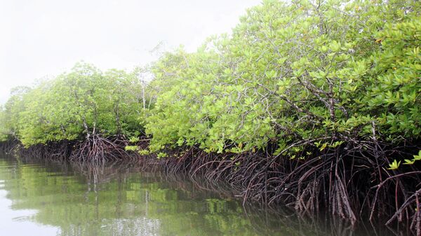 Мангровый лес вдоль побережья Андаманских островов