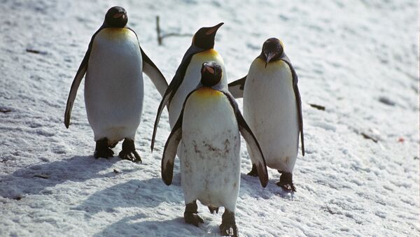 Пингвины. Архив