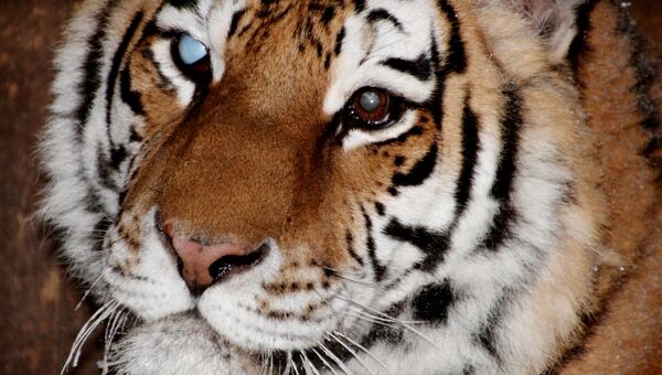 Слепнущая тигрица Глюкоза из Ивановского зоопарка