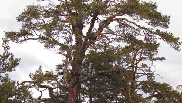 Сосна обыкновенная, растущая на Байкале на острове Ольхон