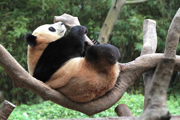 Панда в сафари-парке Chimelong Safari Park