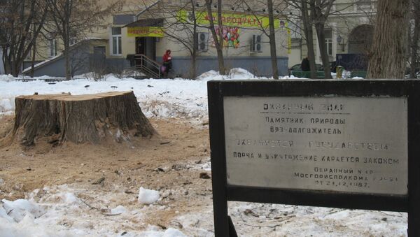 Памятник природы Вяз-долгожитель на Поварской улице в Москве