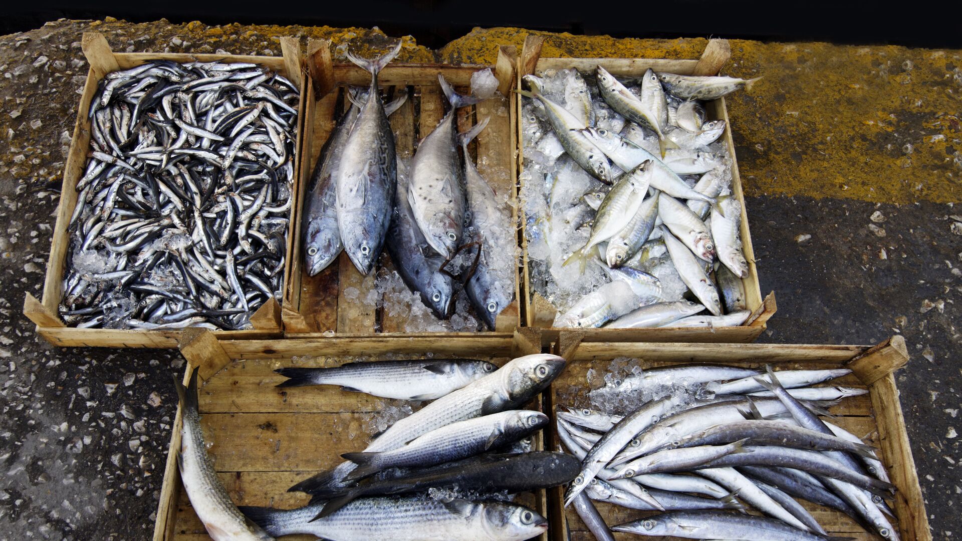 Рыба - РИА Новости, 1920, 21.05.2025