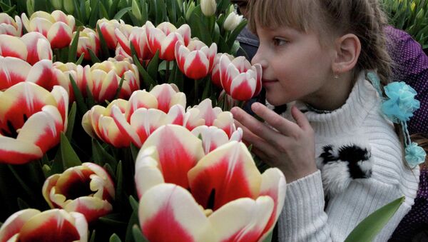 Тюльпаны, выращенные во Владивостоке к 8 марта. Архивное фото