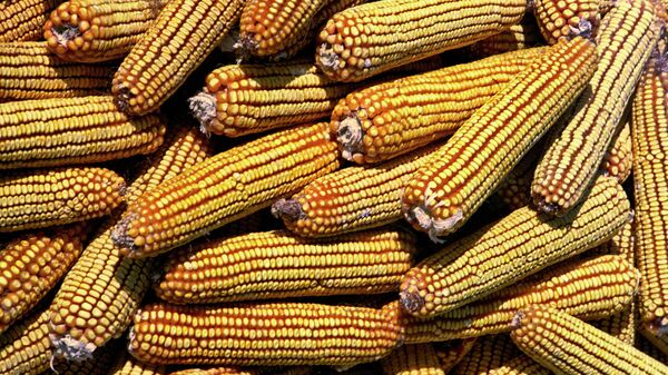 Кукуруза. Архивное фото