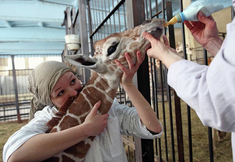 В Калининградском зоопарке родился жираф Reticulate Giraffe