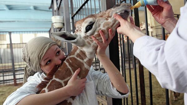 В Калининградском зоопарке родился жираф Reticulate Giraffe