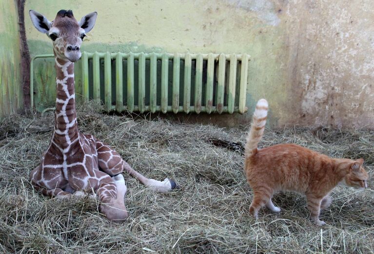 В Калининградском зоопарке родился жираф Reticulate Giraffe