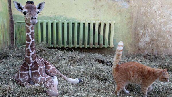 Детеныш жирафа в Калининградском зоопарке