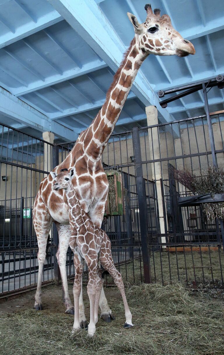 В Калининградском зоопарке родился жираф Reticulate Giraffe