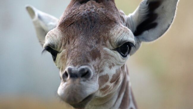 В Калининградском зоопарке родился жираф Reticulate Giraffe