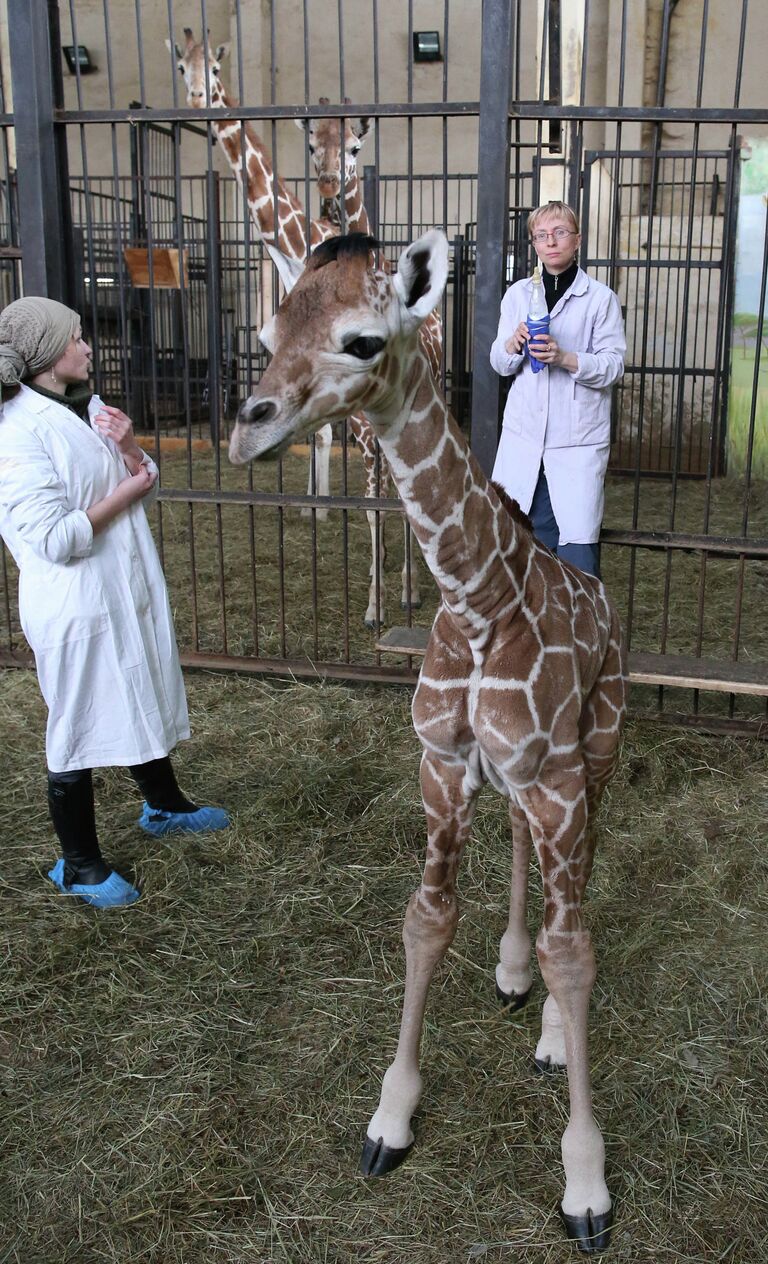 В Калининградском зоопарке родился жираф Reticulate Giraffe