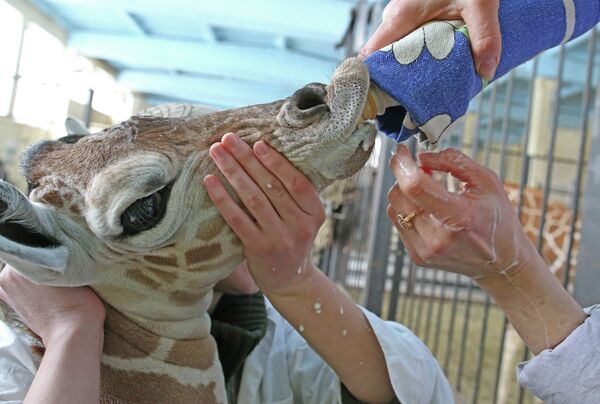 В Калининградском зоопарке родился жираф Reticulate Giraffe
