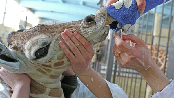 В Калининградском зоопарке родился жираф Reticulate Giraffe. Архивное фото