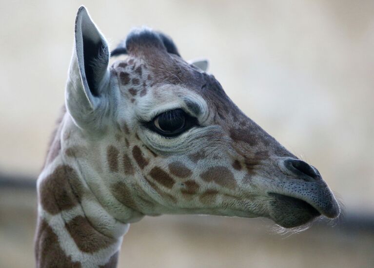 В Калининградском зоопарке родился жираф Reticulate Giraffe