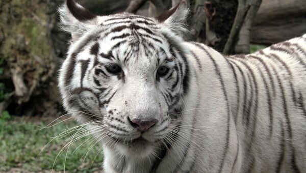 Белый тигр. Архивное фото