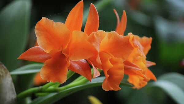 Орхидеи. Архивное фото