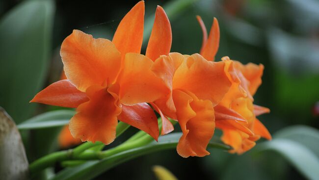 Орхидеи. Архивное фото