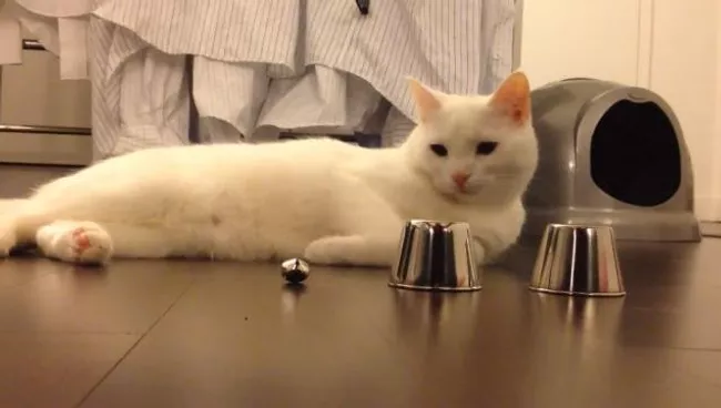 Коты играют в наперсток, музицируют и бегают по стенам