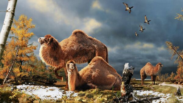 Так художник представил себе гигантских верблюдов, живших на канадском острове Элсмир 3,4 миллиона лет назад