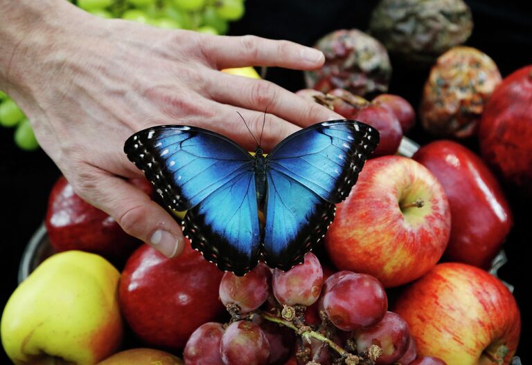 Фотограф Александр Джеймс держит живую бабочку Morpho amathonte