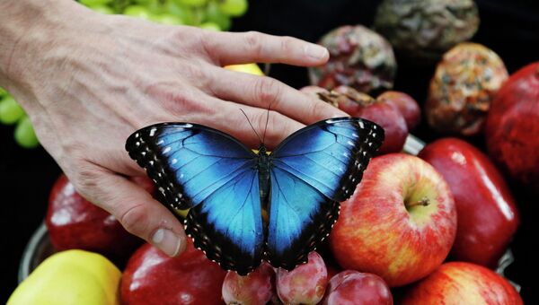 Фотограф Александр Джеймс держит живую бабочку Morpho amathonte