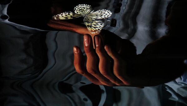 Фотограф Александр Джеймс погружает в воду спящую бабочку Hamadryas Laodamia