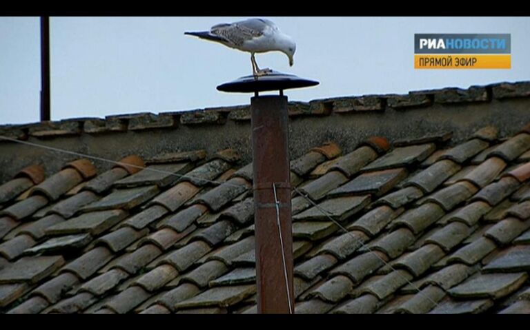 Сидящая на трубе чайка Сидящая на трубе чайка
