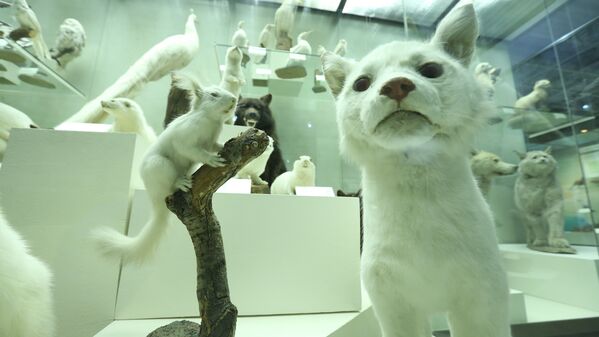 В Дарвиновском музее находится самая большая в России коллекция зверей-альбиносов   