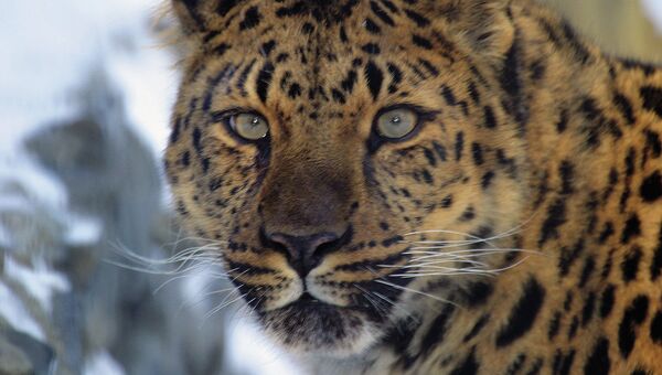 Дальневосточный леопард из национального парка Приморья «Земля леопарда» . Архивное фото