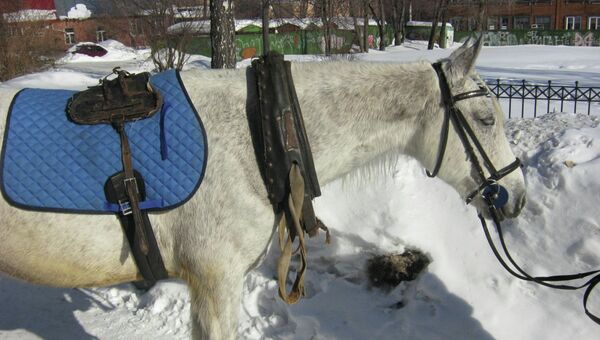 Запряженная в сани лошадь сбила женщину в Петрозаводске