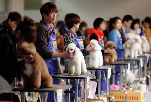 Конкурс той-пуделей на выставке собак в Шанхае