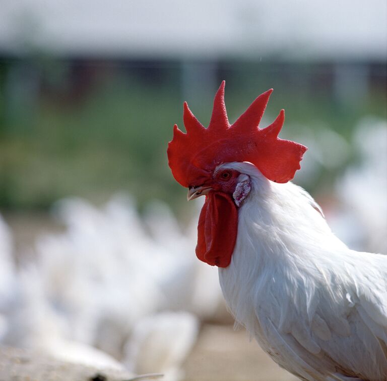 Петух. Архив Петух. Архив