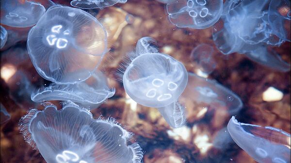 Медузы в бухте под Севастополем