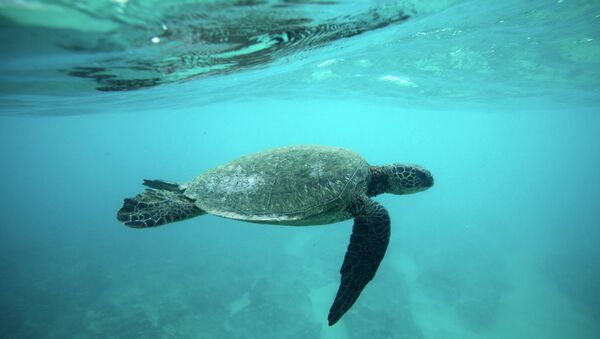 Морская черепаха. Архивное фото