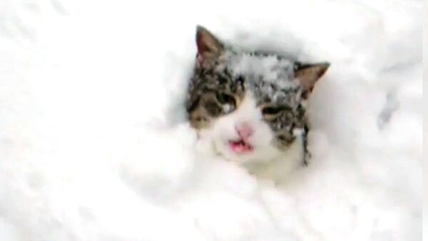 Снежная солянка, или Как домашние животные, люди и машины утопают в снегу