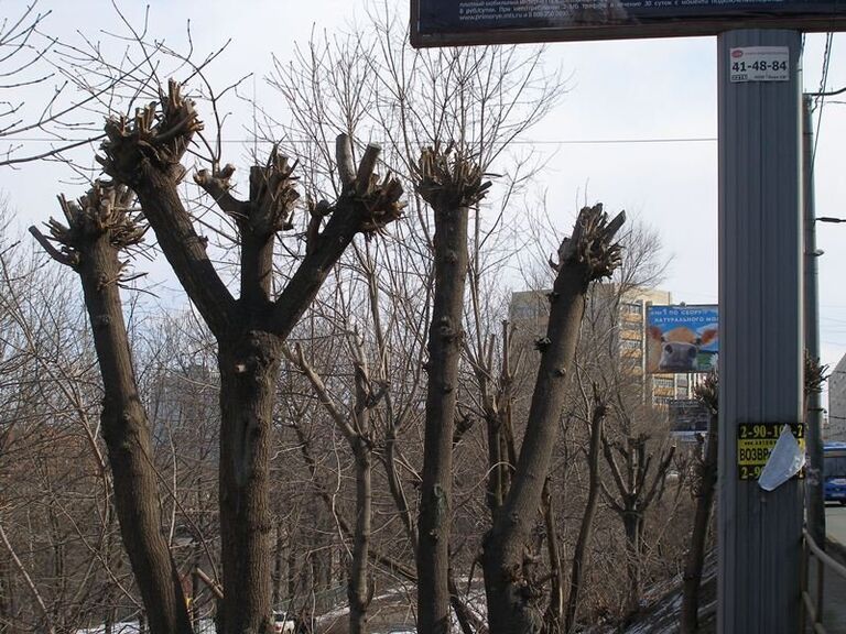 Незаконные рубки деревьев во Владивостоке