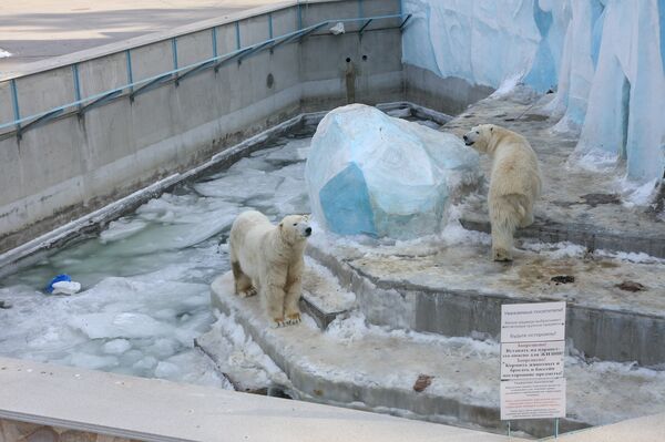 Белые медведи у бассейна