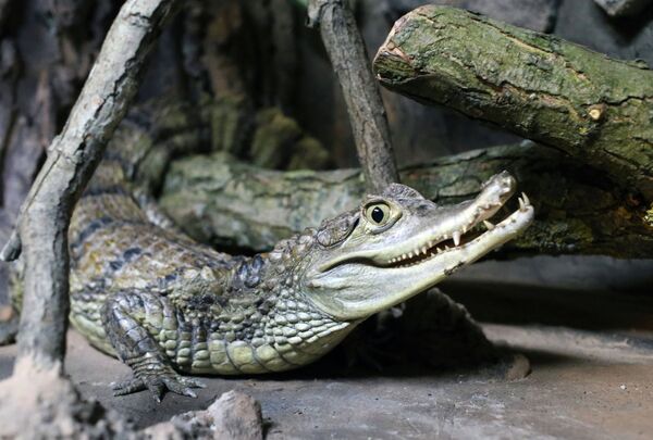 Крокодиловый, или очковый кайман в экзотариуме, который открылся в парке Центральный в Калининграде