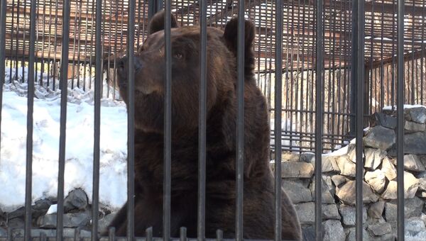 Медведи в Новосибирском зоопарке вышли из спячки