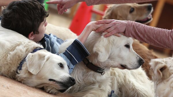 Мальчик общается с собаками породы Золотистый ретривер на занятиях канистерапии. Архивное фото